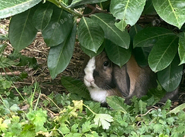 Female for rehoming