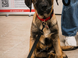 German shepherd cross turkish kangal puppy 14 weeks