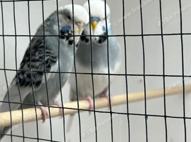 Breeding pair