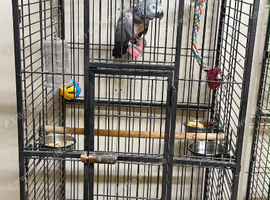 African grey parrot