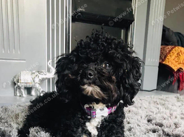 The sweetest of dogs