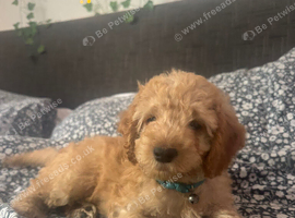 1 beautiful cockapoo puppies