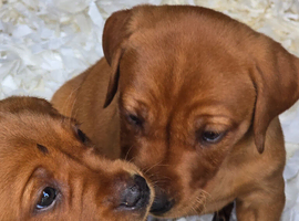 Beautiful Fox Red Labrador Retriever