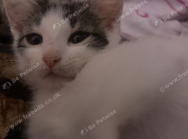 1 black and white kitten