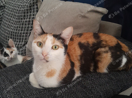 Fluffy calico kittens