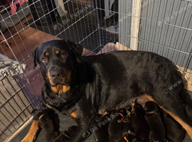 Rottweiler puppies