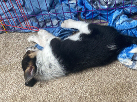 Cute girls collie pups