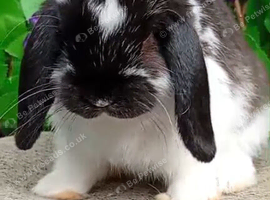 Last few mini lop left