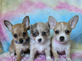 Long & short coat chihuahuas