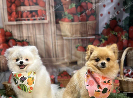 Boy pom