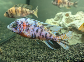 Male african cichlids