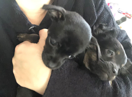 Teacup chihuahua puppies