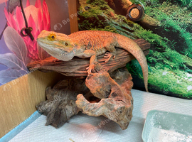 Bearded Dragon