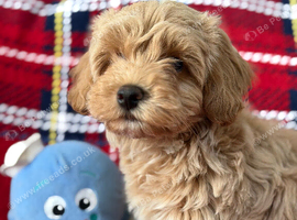 Beautiful Teddy Poochon Puppies Boys and Gitl