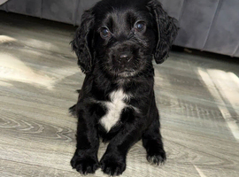 Cocker spaniel