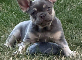 Grey and tan French bull dog