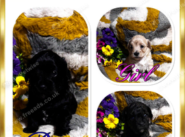 Gorgeous maltipoo rare colour