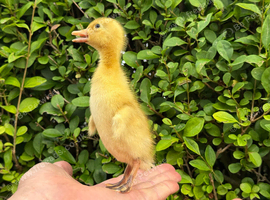 Absolutely stunning pure bred Indian runner ducks
