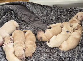 Golden retriever pups  2 females and 4 males