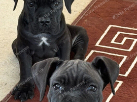 2 cane corso puppies ready to go