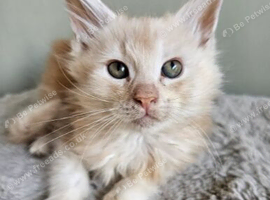 Beautiful Maine Coon kittens  ready for forever homes