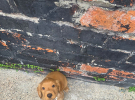 Cocker spaniel puppies for sale