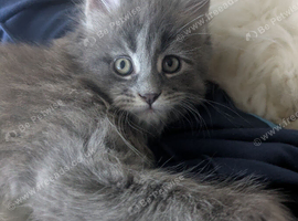 Polydactyl blue girl looking for forever home