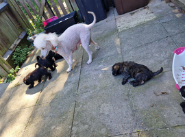 Ready to go puppy male