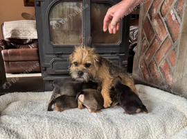 Gorgeous border terrier puppies