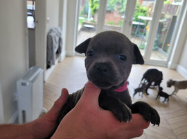 Staffie cross mastiff ONLY 3 left