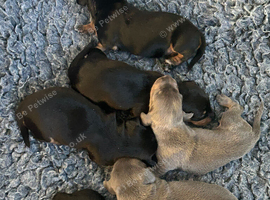Dachshund puppies