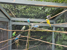 Budgie and cockatiel wanted