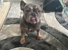 French bulldog