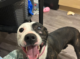 Staffie cross border collie