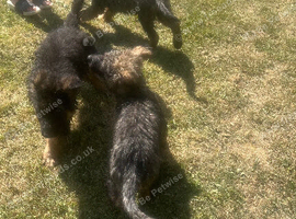 Puppies