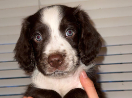 English Springer Spaniel/Labradoodle puppy&rsquo;s