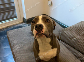 Loving Staffordshire bull terrier x British mastiff