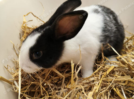 12 week old bunnies for sale in Northampton in Northampton