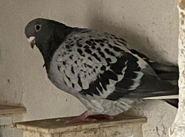Racing pigeons