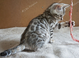 Bengal Girl Rosette Kitten