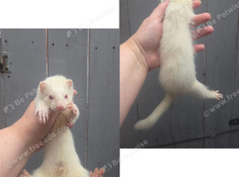 Ferrets for sale