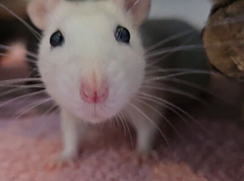 5 gorgeous rats, Rex, Fancy & Dumbo