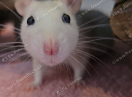 5 female rats