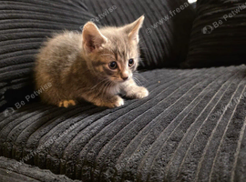 3 beautiful kittens for sale