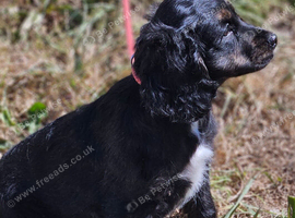 Female cockapoo x cockailer puppy for sale