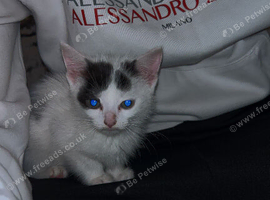 Kitten