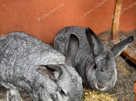 Two female Rex cross rabbits