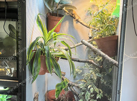 Male and female panther chameleons