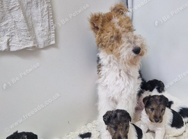 Ourstanding wired fox terrier puppies
