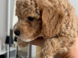 CAVAPOOCHON LITTER